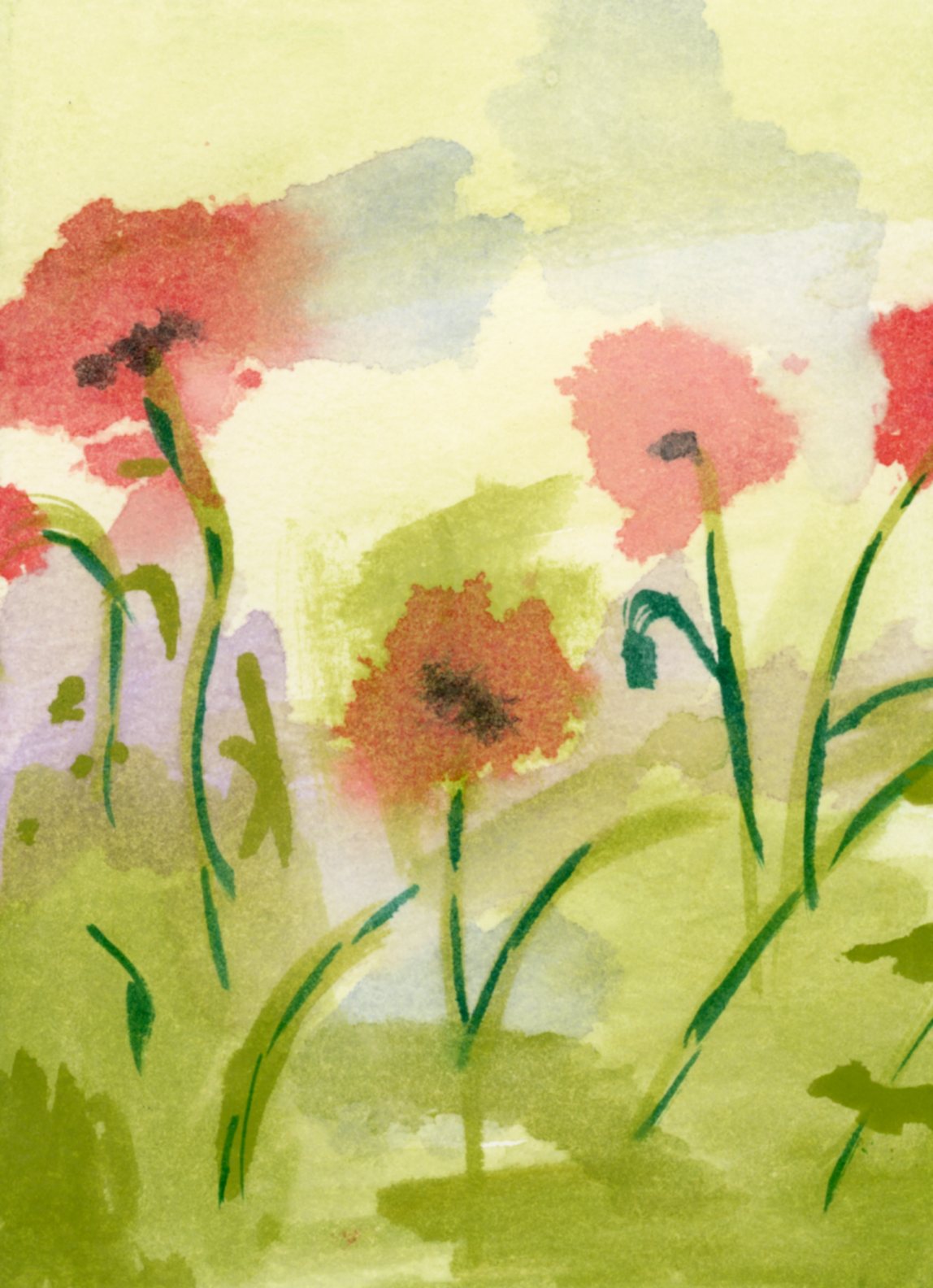 Red Poppy Field